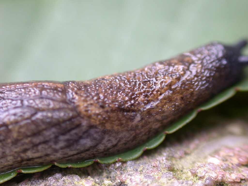 E'' un Limax ...!!! (Tandonia budapestensis)